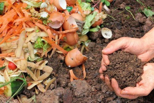 Fertilizante orgânico para as plantas: prepare o seu!