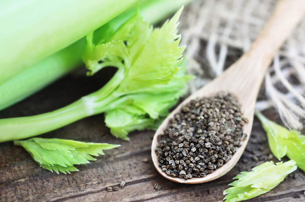 Infusão de sementes de salsão: um remédio natural para a hipertensão