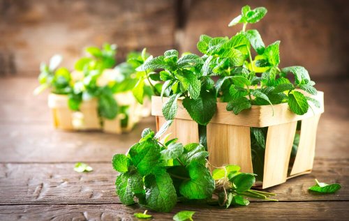 Menta para combater a halitose