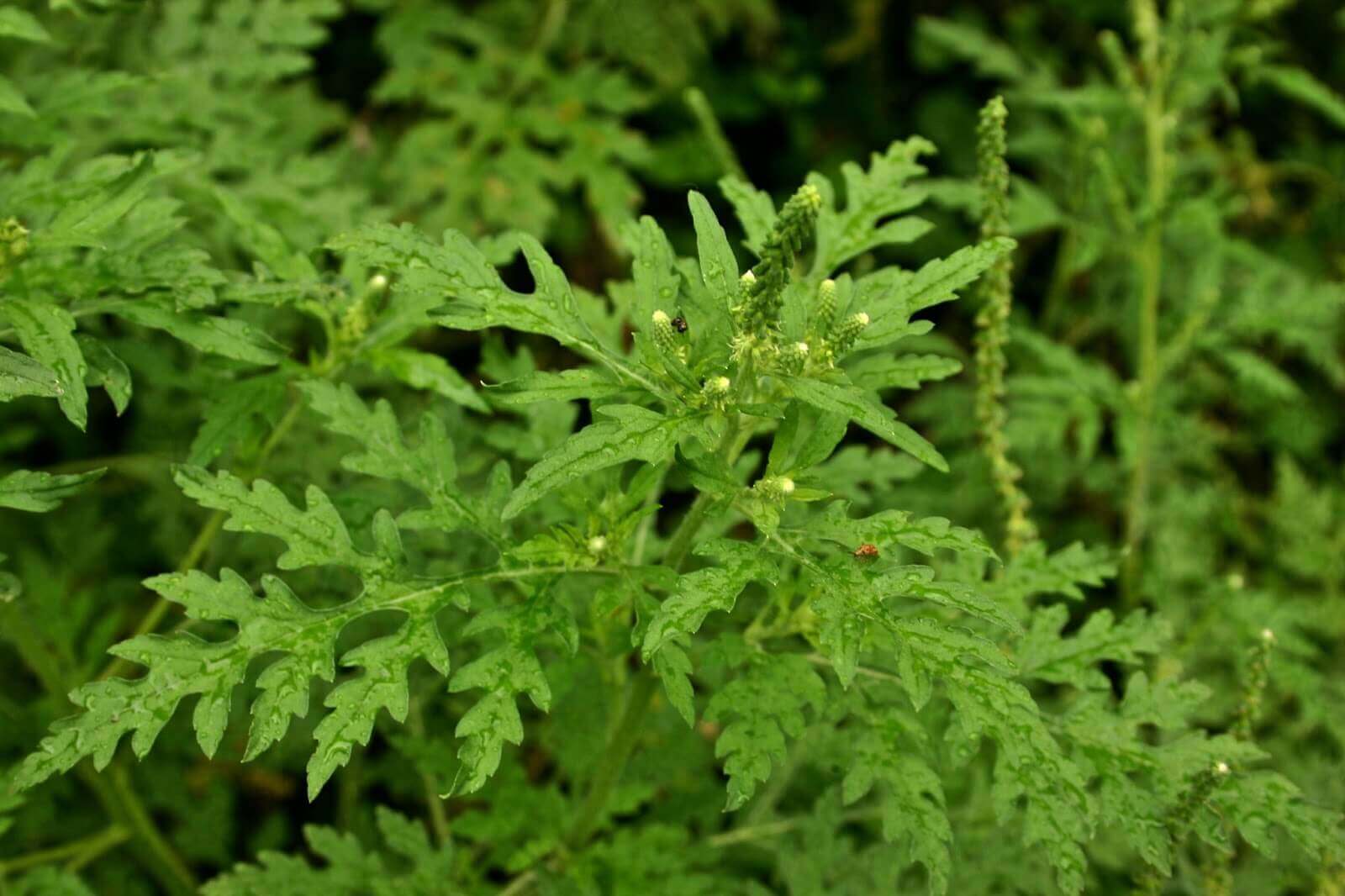 Remédios com cebola roxa para combater os vermes intestinais