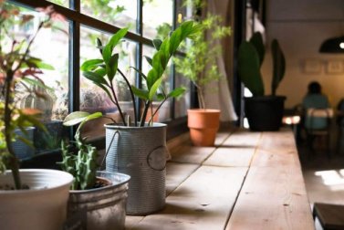 Os benefícios de ter plantas em casa