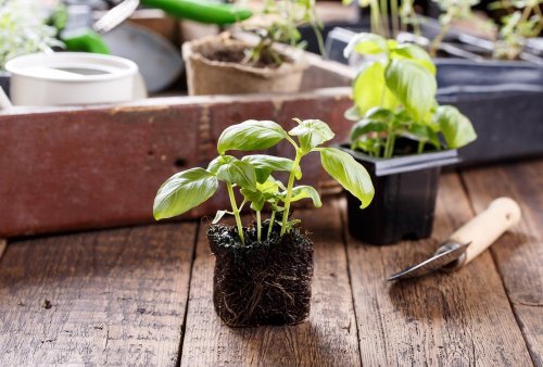 Ter plantas em casa, purifica o ambiente