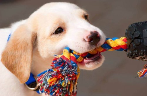 Aprenda a fazer acessórios para seus animais de estimação