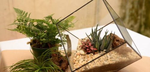 Terrário geométrico para decorar a casa