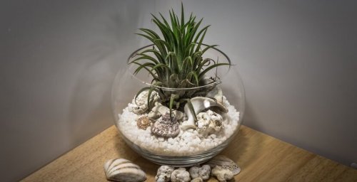 Terrário com pedras para decorar a casa