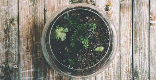 Tipo de terrário para decorar