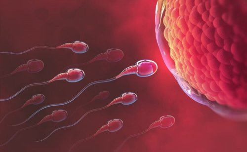 Conheça seus dias férteis para ficar grávida: fase ovulatória