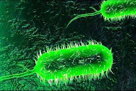 Transmissão da cólera pela bactéria