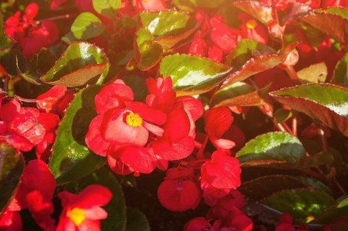 Flores vermelhas para jardim na varanda