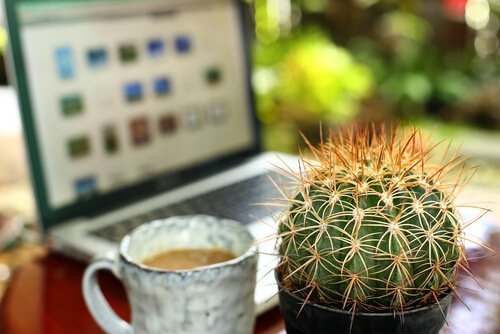 Cactus são plantas de interior