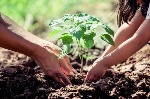 Pode usar canela para plantar