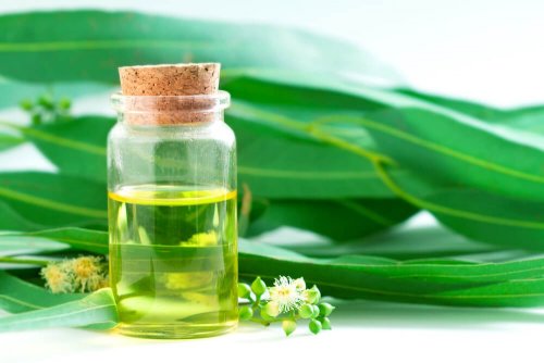 O eucalipto serve como um dos antibióticos naturais