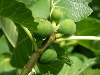 O leite de figueira ajuda a remover as verrugas