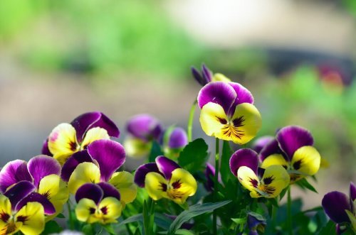 Flores para jardim na varanda