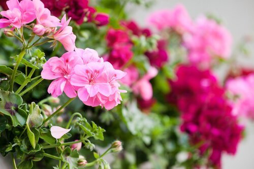 Flores rosas para jardim na varanda
