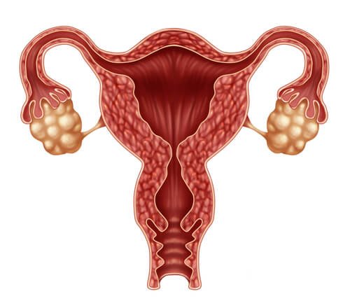Desenho do ciclo de ovulação