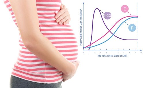 Ciclo da ovulañáo durante a gravidez