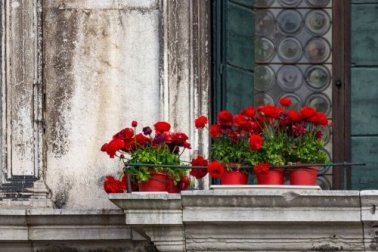 5 tipos de flores para um jardim na varanda