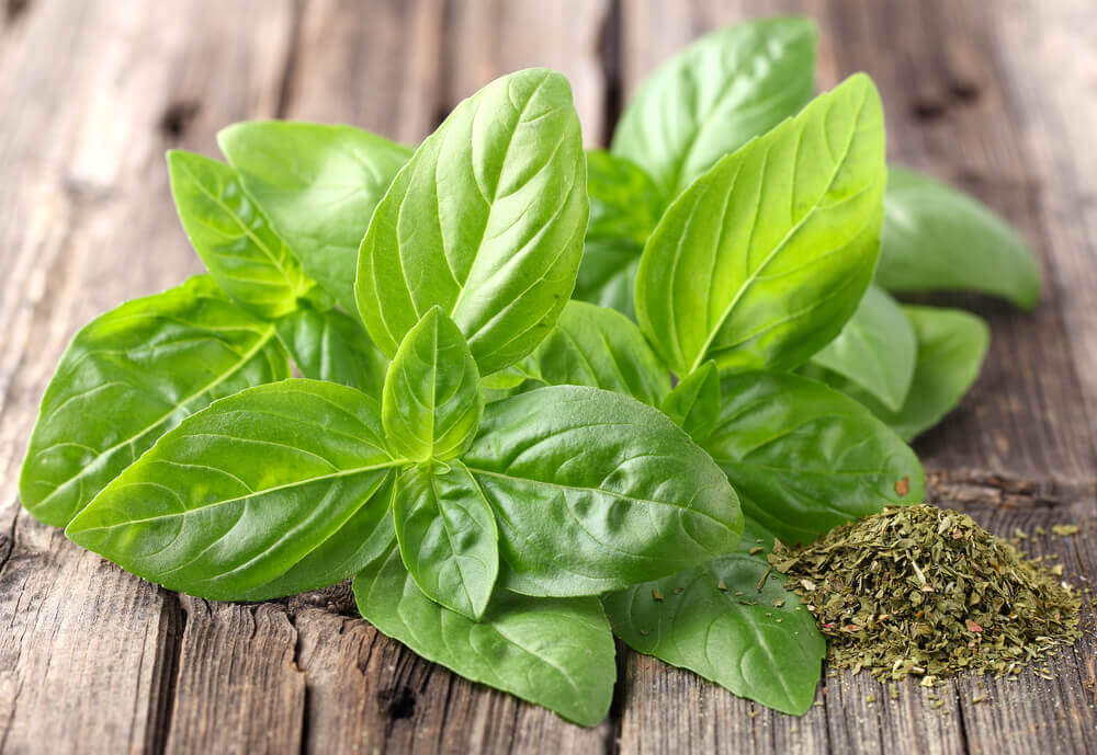 Chá de manjericão para prevenir pedras nos rins.