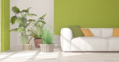 Plantas de interior para decorar seus espaços