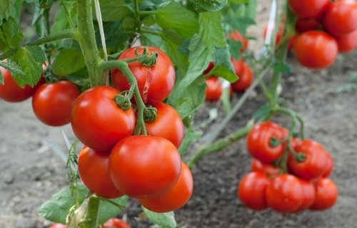 Pode usar canela para plantas de tomate