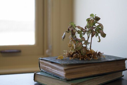 5 maneiras criativas de ter plantas em casa: plantas em móveis e livros