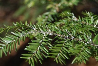 Elimine as moscas brancas das plantas com vinagre