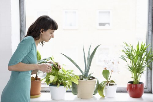 Mulher combatendo as moscas brancas de plantas de interiores