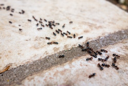Use pó de talco para afastar formigas