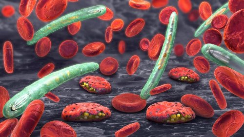 Microrganismos da malária no sangue