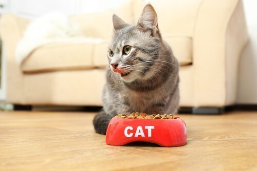 Alimentação de gatos