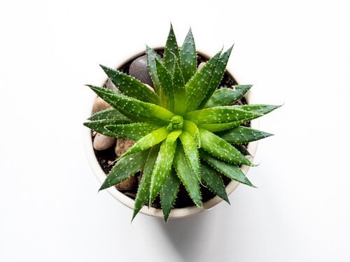 Babosa é uma das plantas para o banheiro