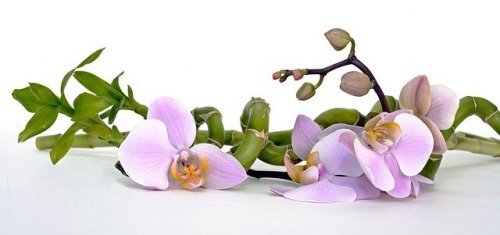 Bambu é uma das plantas para o banheiro