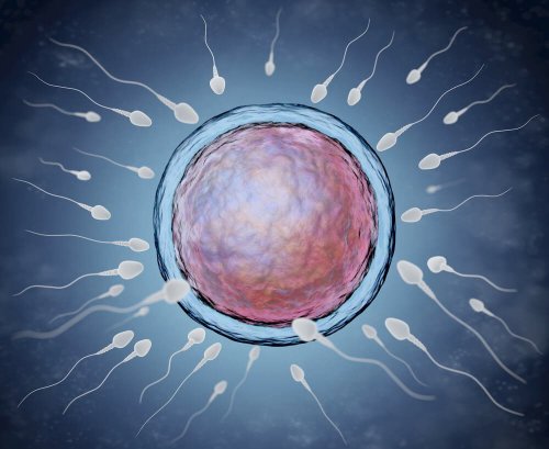 O momento da fertilização pode predeterminar o sexo o bebê