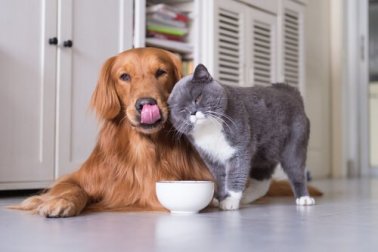 Alimentação de cães e gatos: descubra os preferidos