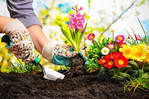 Cuidados especiais das plantas do jardim: adubar