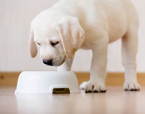Alimentação de cães