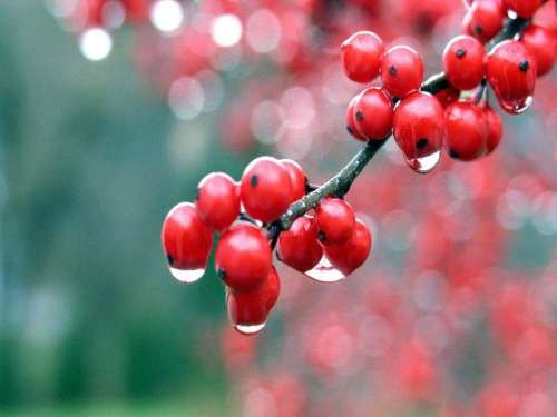Fruto para fazer bebidas isotônicas