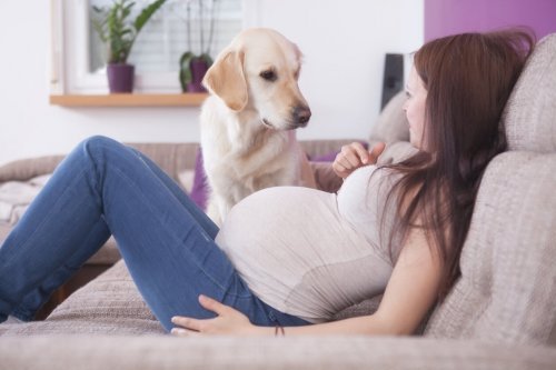 Como coexistir com segurança com cães durante a gravidez