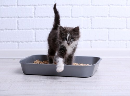 Formas de esconder as imperfeições de sua casa: usar objetos adequados para animais