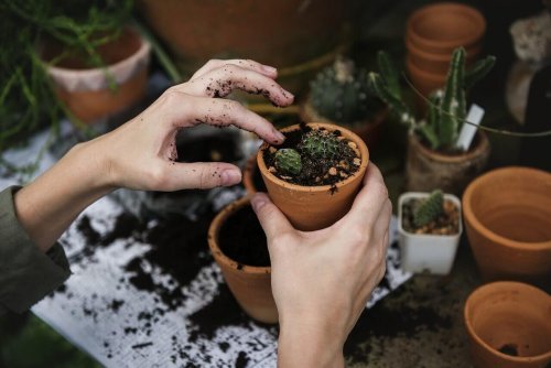 Cuidados especiais das plantas do jardim