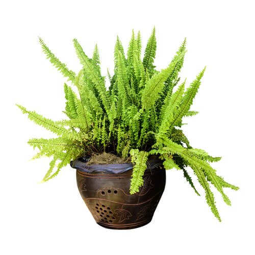 Samambaia é uma das plantas para o banheiro