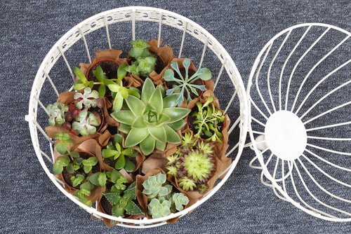 Ideias originais para decorar com suculentas