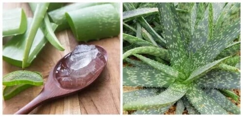 5 maiores benefícios do aloe vera para a saúde