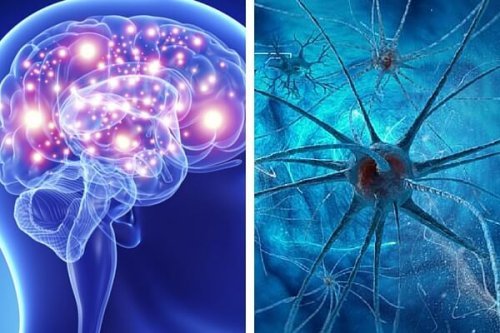 Os cogumelos fortalecem ao sistema nervoso