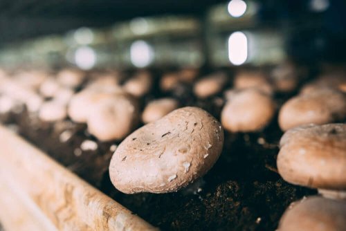 Aprenda a cultivar cogumelos champignon em casa