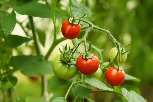 Como cultivar tomates com apenas 4 fatias