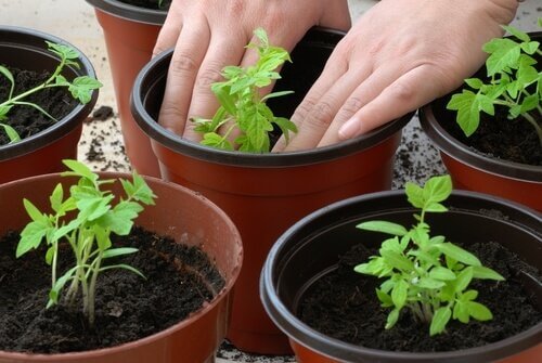 Pessoa cultivando tomates
