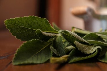 Melhore a saúde do seu fígado com um simples remédio: o boldo