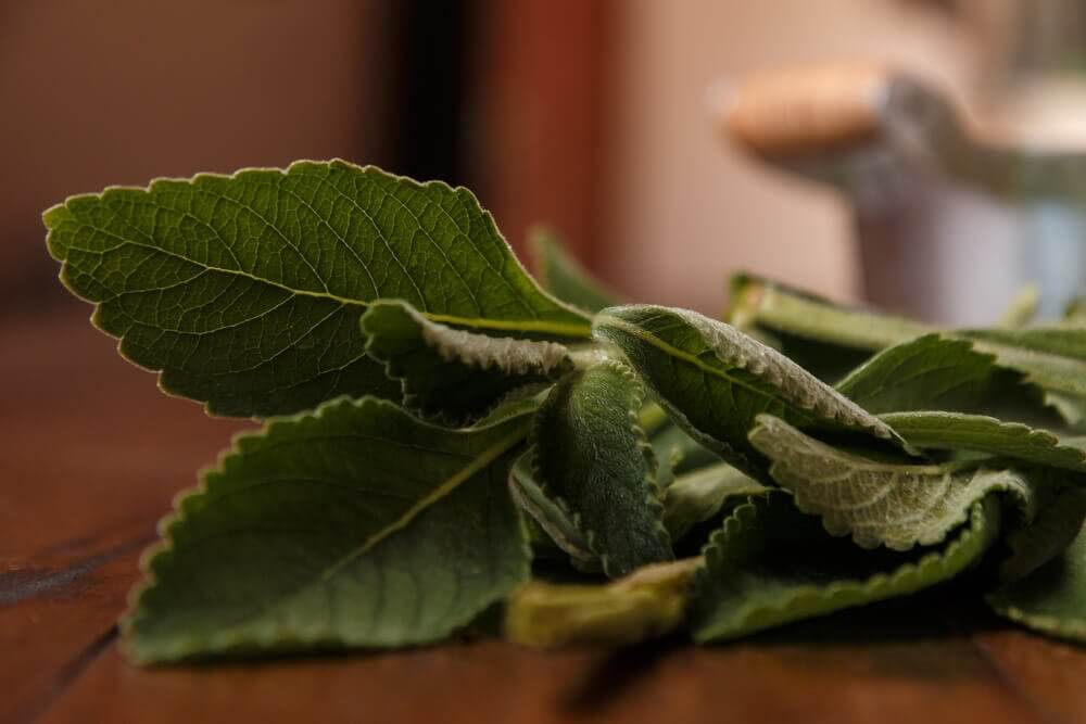 Melhore a saúde do seu fígado com um simples remédio: o boldo